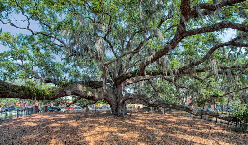 Baranoff Oak Tree in Safety Harbor