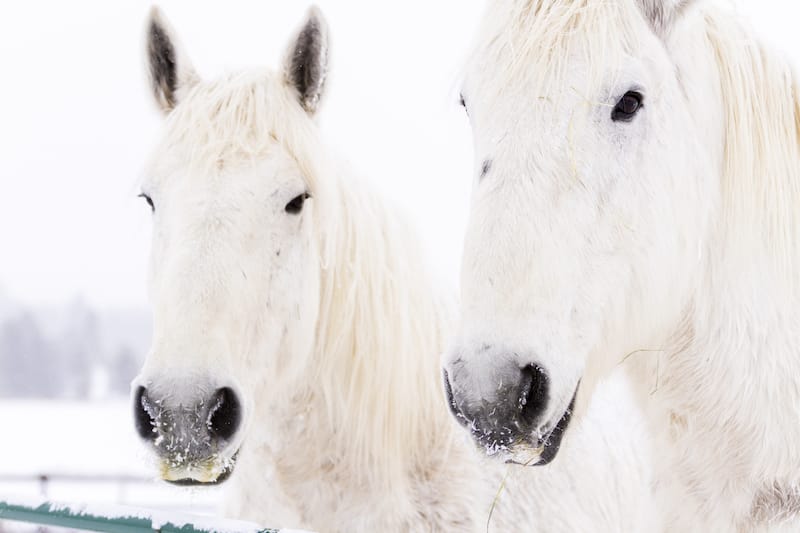 Horses in Steamboat