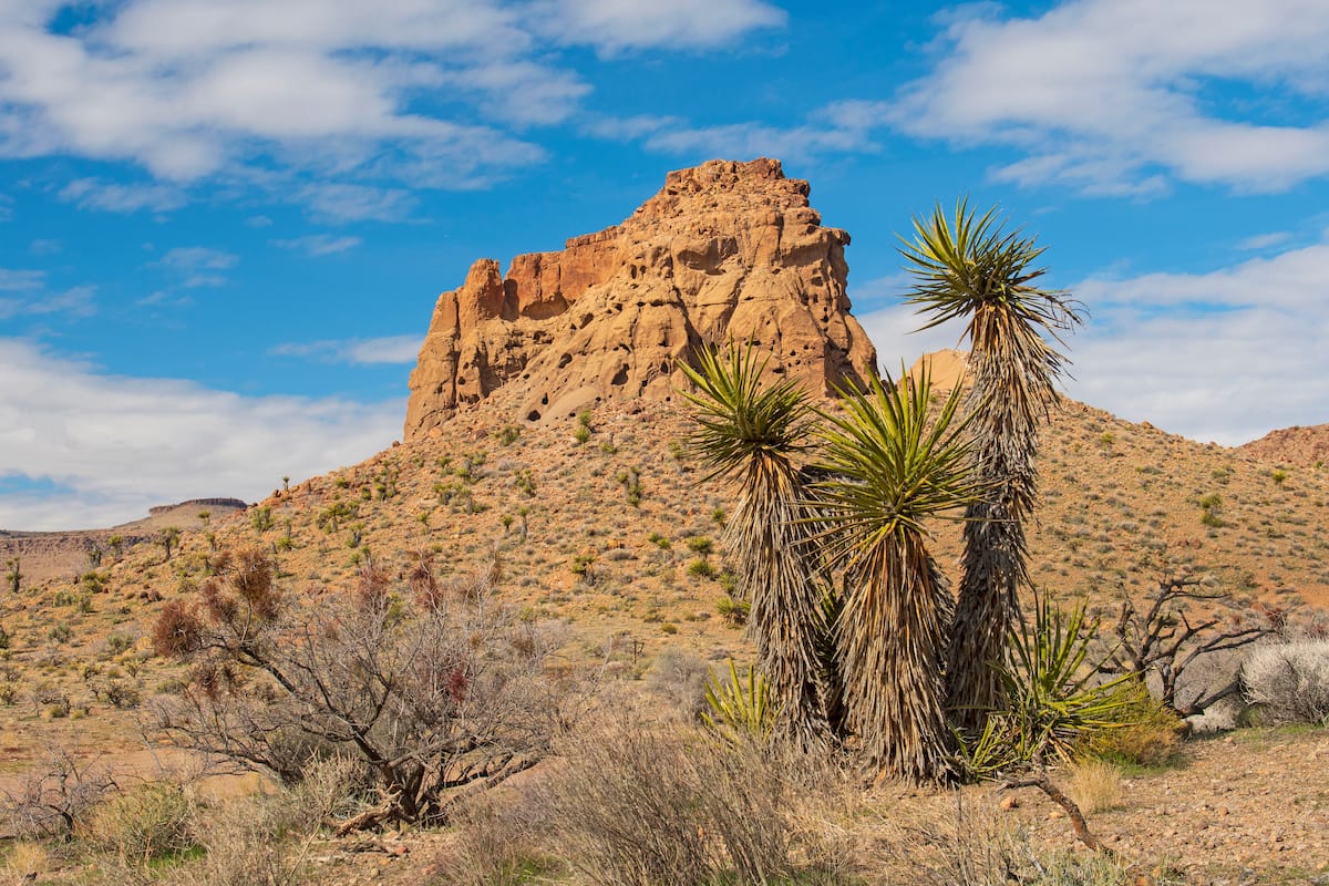 Mojave National Preserve