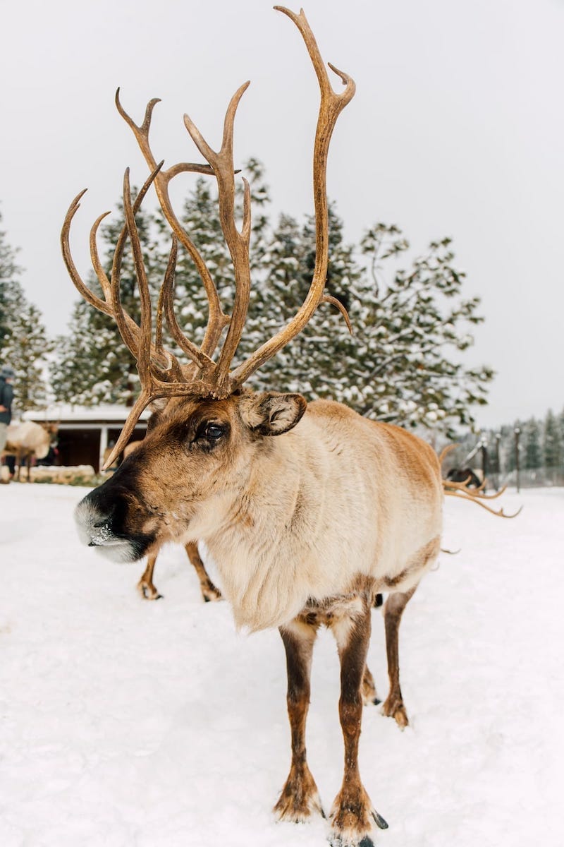 Reindeer in Leavenworth