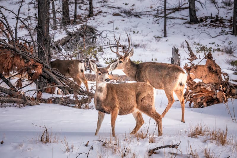 Roe Deer in Bryce Canyon National Park