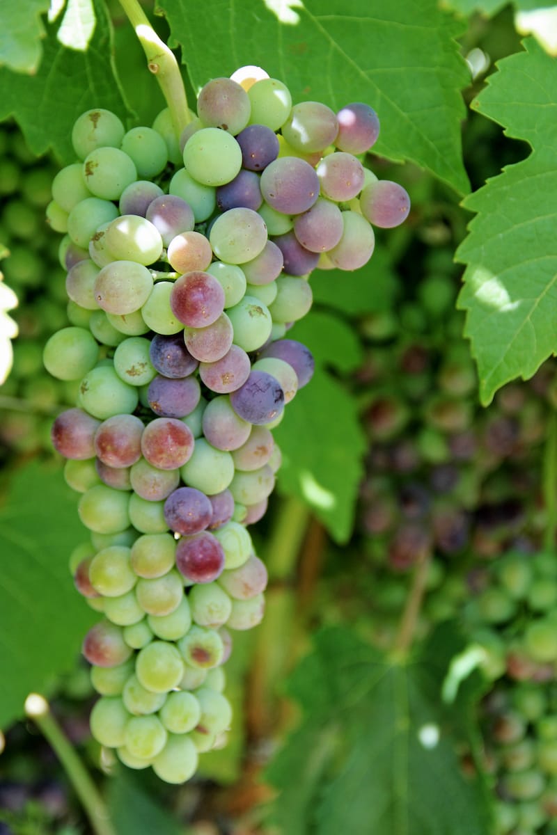 Wine in WA
