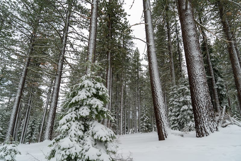 Area near North Lake Tahoe