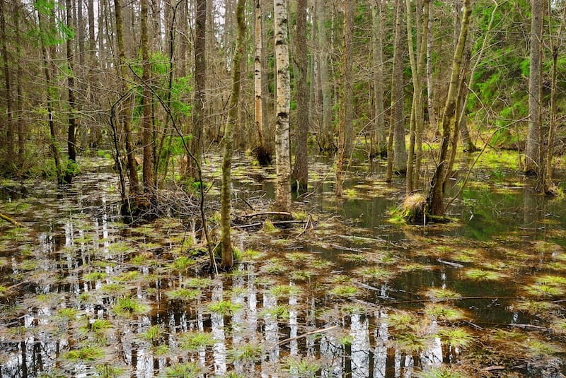 Congaree National Park