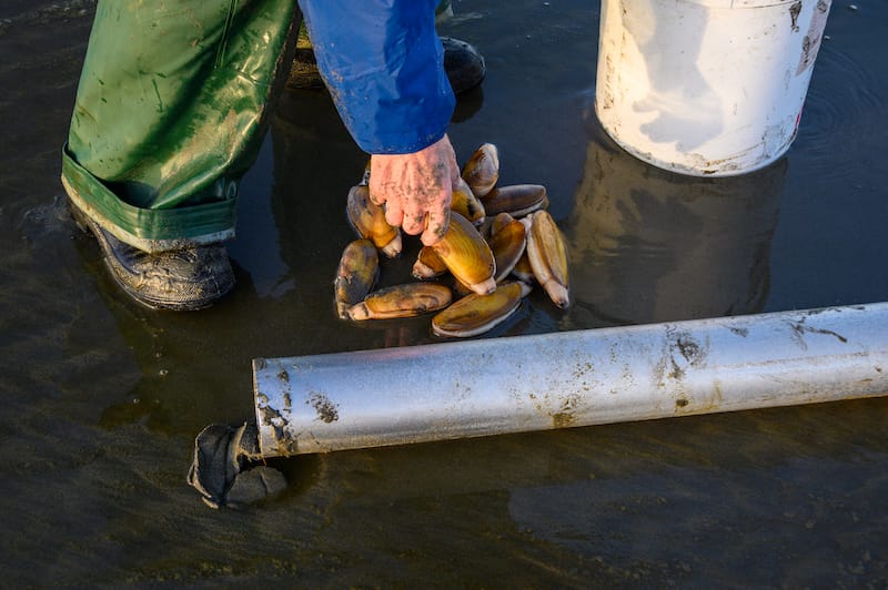 Razor Clams during winter