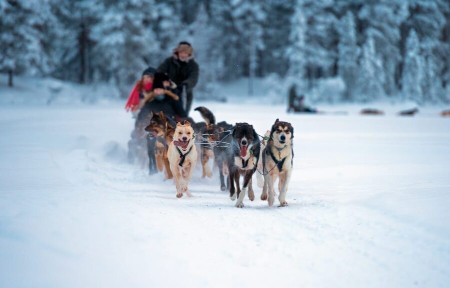 Dog sledding in Tromso