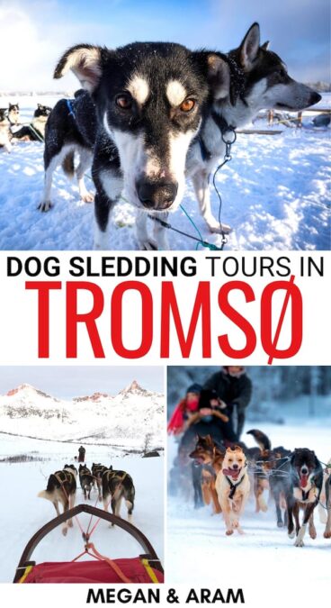 Are you looking to go dog sledding in Tromso, Norway? This guide answers all of your questions - from best husky tours to what to expect and wear (and more)! | Tromso mushing tours | Tromso dog sledding | Tromso dog sledding | Dog sledding in Tromso | Husky safari Tromso | Tromso in winter | Tromso itinerary | Best Tromso tours | Tromso things to do | What to do in Tromso | Visit Tromso | Visit Northern Norway | Tromso adventure tours | Tromso dog mushing
