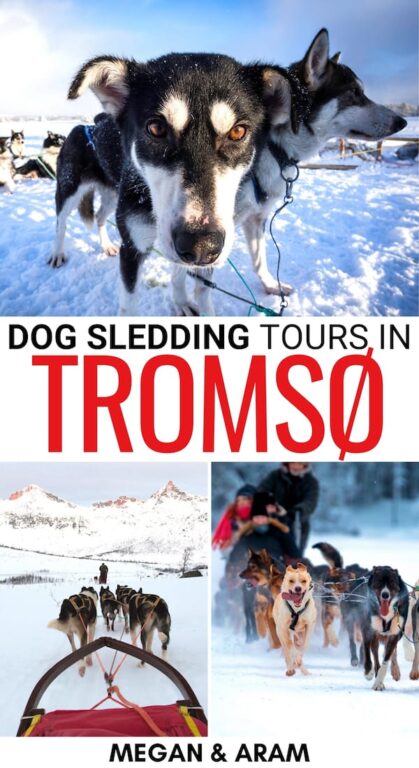 Are you looking to go dog sledding in Tromsø, Norway? This guide answers all of your questions - from best husky tours to what to expect and wear (and more)! | Tromso mushing tours | Tromso dog sledding | Tromsø dog sledding | Dog sledding in Tromso | Husky safari Tromso | Tromso in winter | Tromso itinerary | Best Tromso tours | Tromso things to do | What to do in Tromso | Visit Tromso | Visit Northern Norway | Tromso adventure tours | Tromso dog mushing