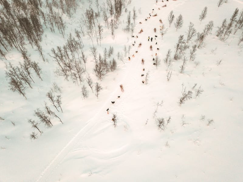 Dog sledding in Tromso tours-1
