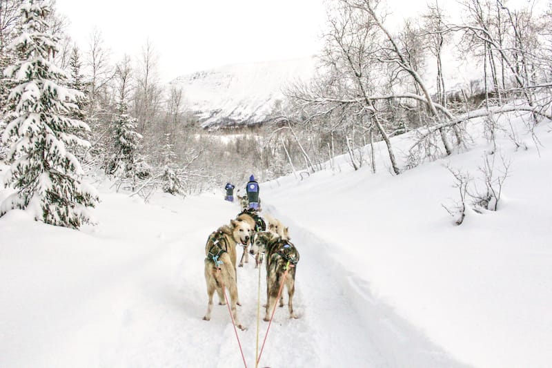 Dog sledding in Tromso tours-3