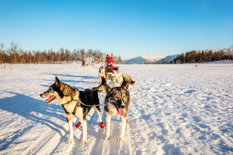 Family dog sledding in Tromso Norway