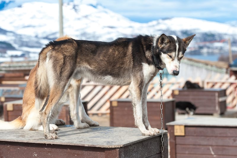 Husky farm in Tromso, Norway