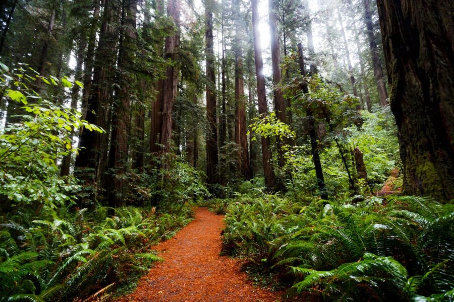 Redwood National Park