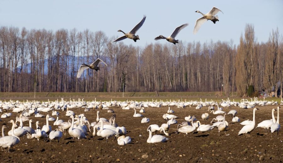 Skagit Wildlife Area