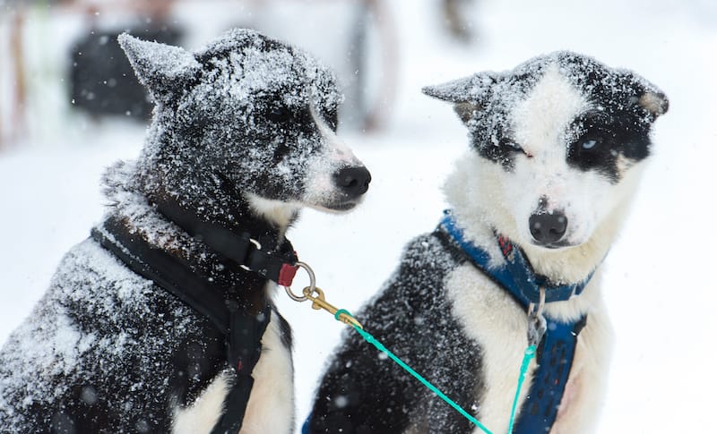 Tromso Wilderness Center pups