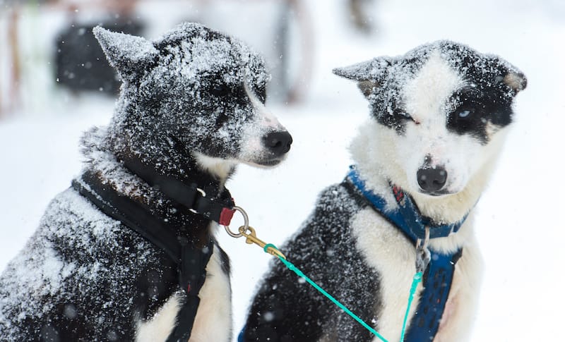 Tromso Wilderness Center pups