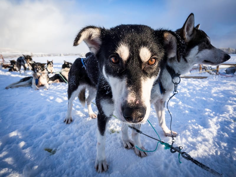 Tromso dog sledding tours