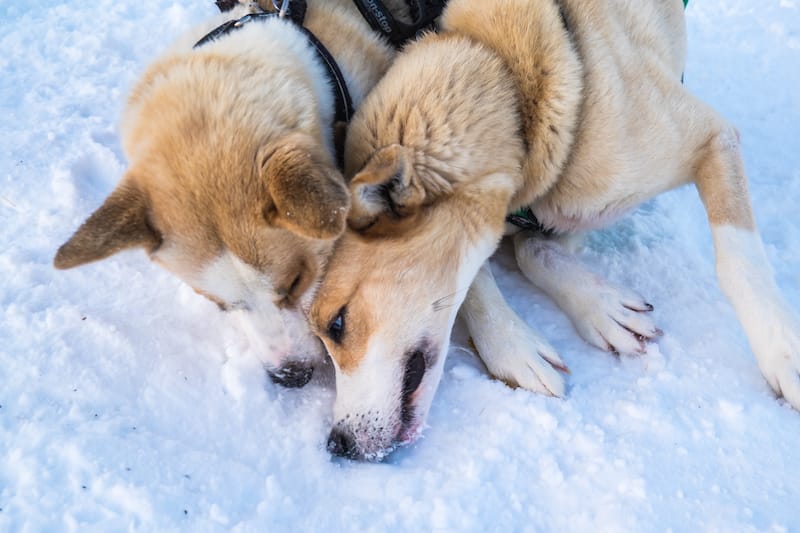 Tromso husky safaris