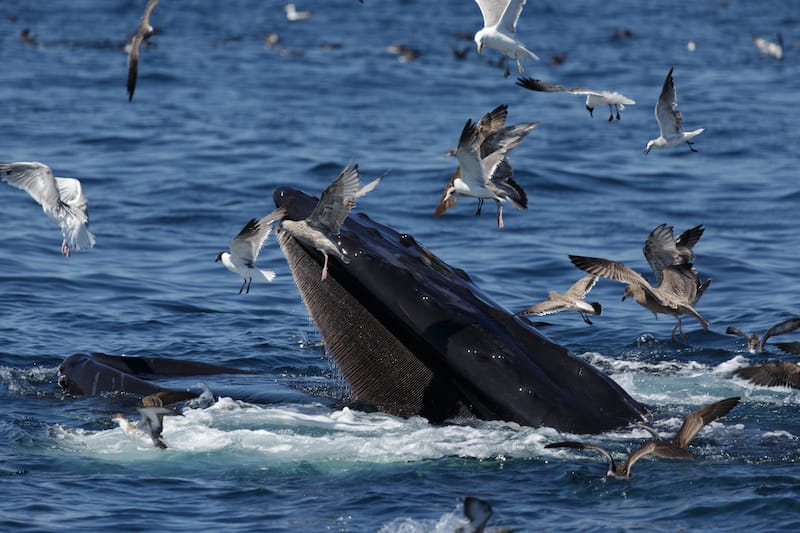 Whale watching in Boston