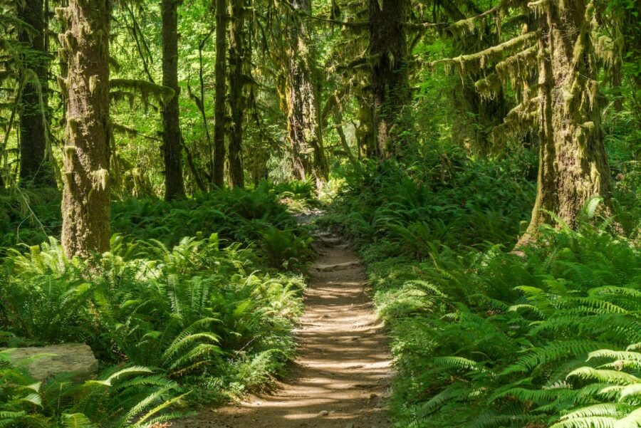 Best hikes in Olympic National Park