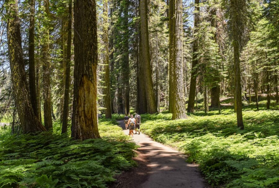 Crescent Meadows Loop Trail in Sequoia National Park