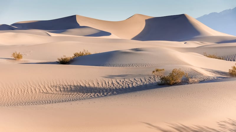 Mesquite sand dunes in the early morning