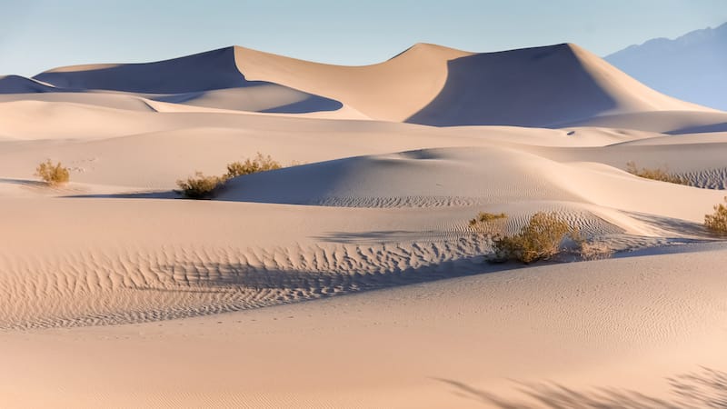 Mesquite sand dunes in the early morning