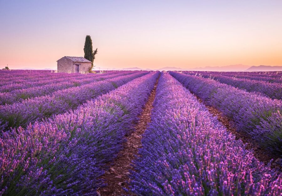 Provence in spring