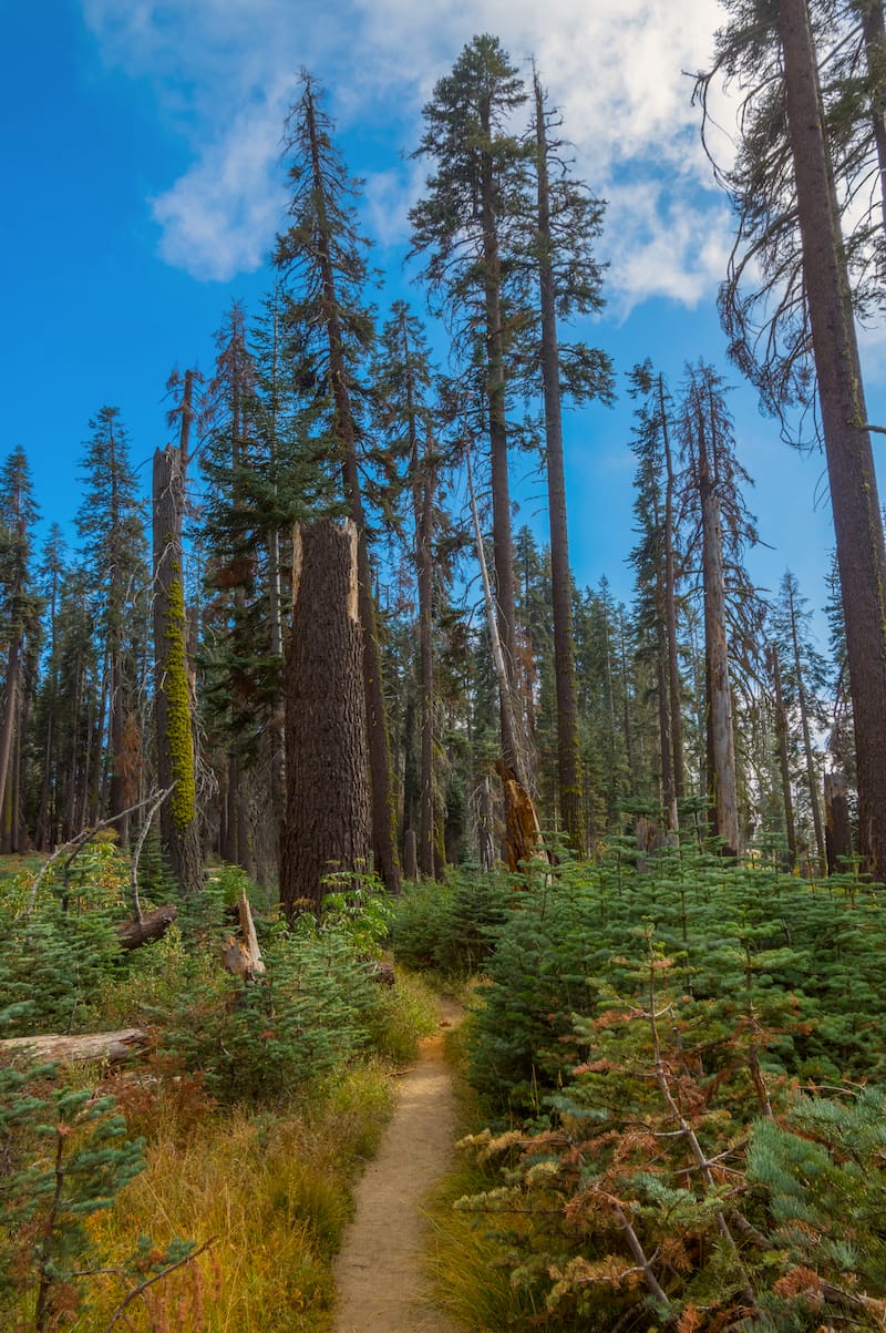 Sequoia's Little Baldy Trail