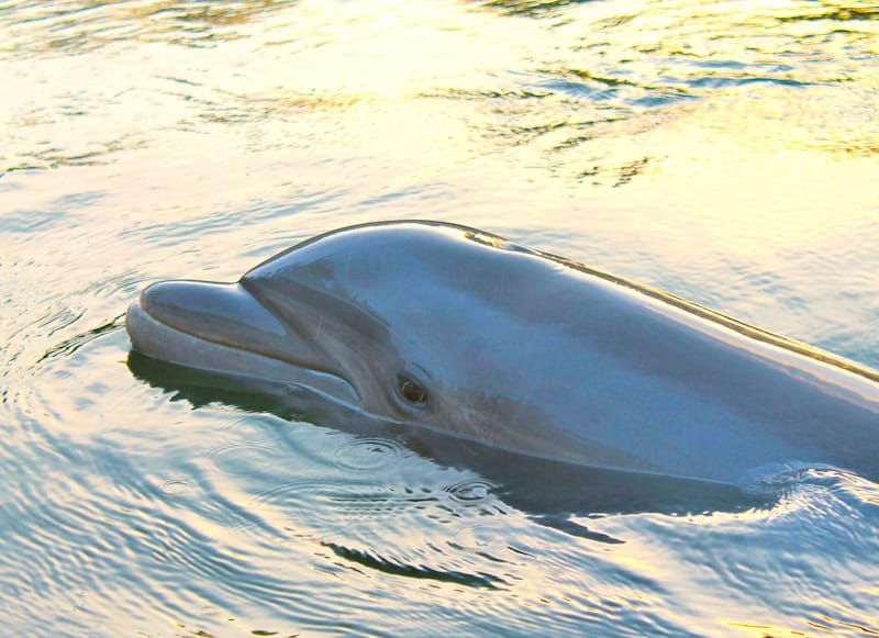 Dolphins in Key Largo - IsabellaClegg - Shutterstock.com