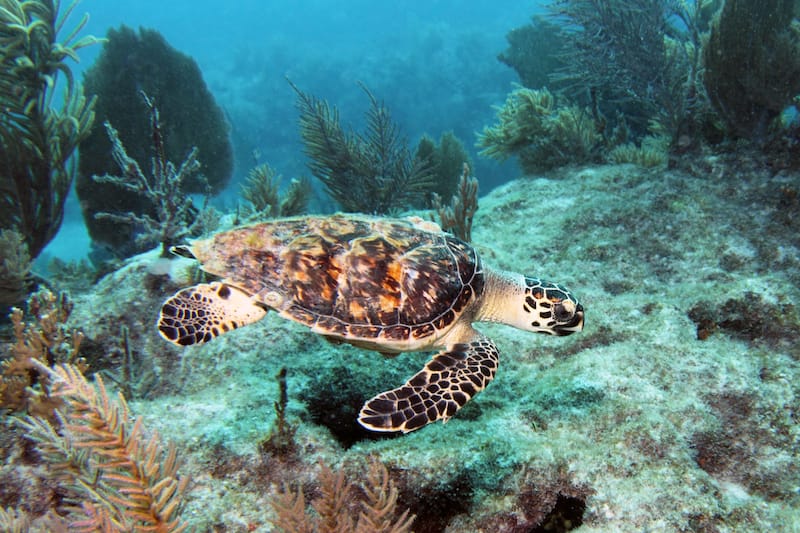 Hawksbill sea turtle in Molasses Reef