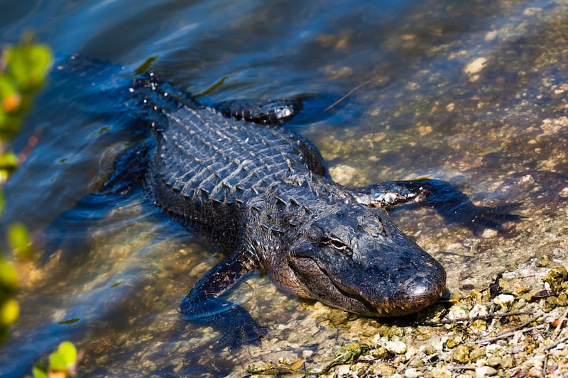 Wildlife in Everglades National Park