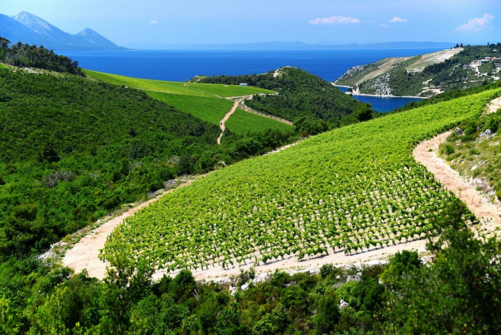 Wine in Croatia