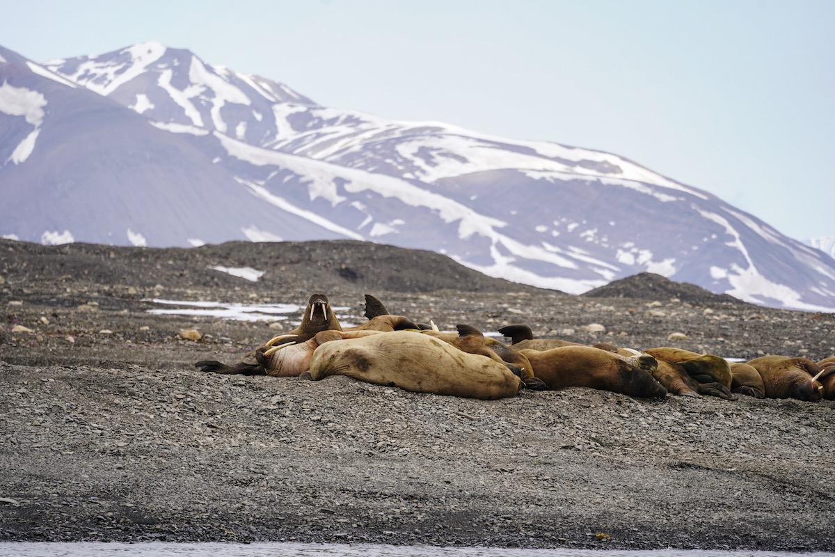 Checking out the walrus colony in late June!