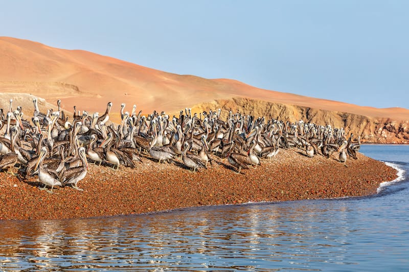 Ballestas Islands