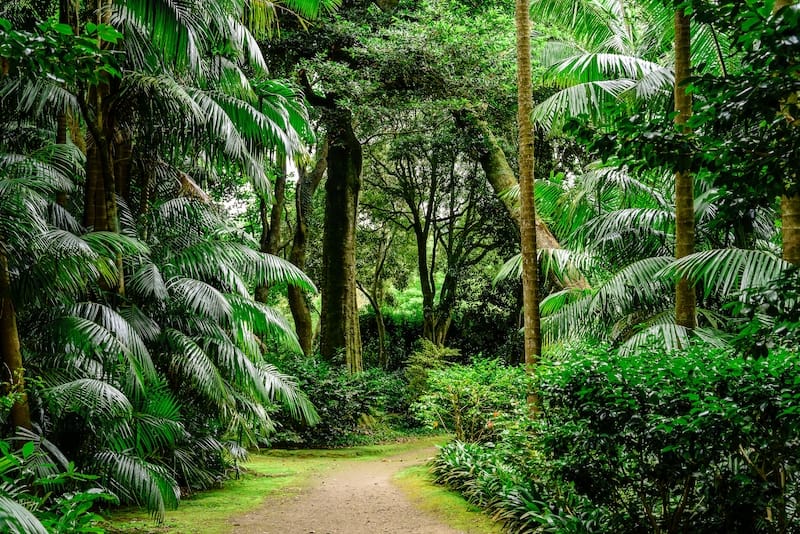 Beautiful, green flora in the Azores