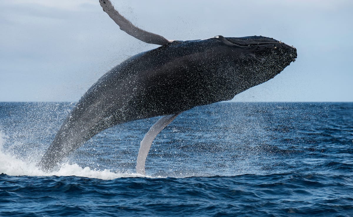 Best Azores whale watching tours