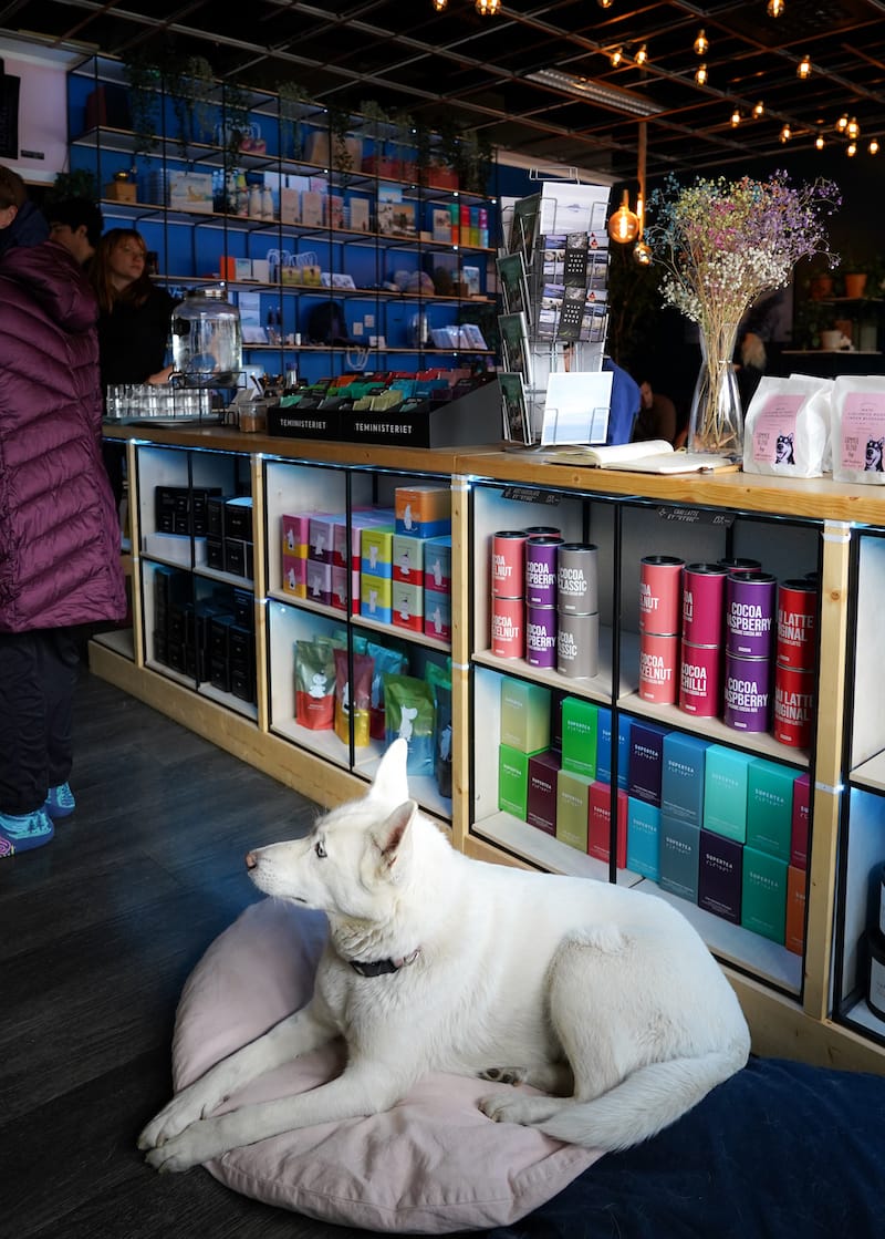 Cutest workers in Longyearbyen (at Cafe Huskies)