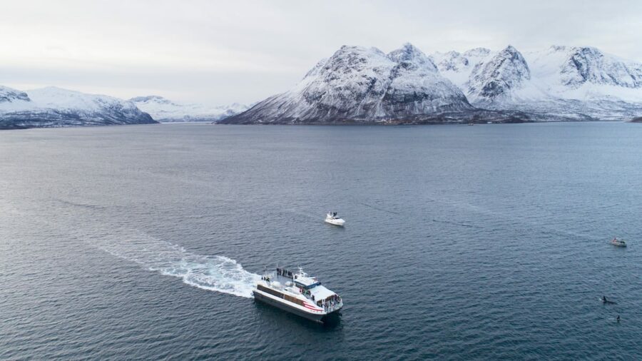 Catamaran whale watching in Norway