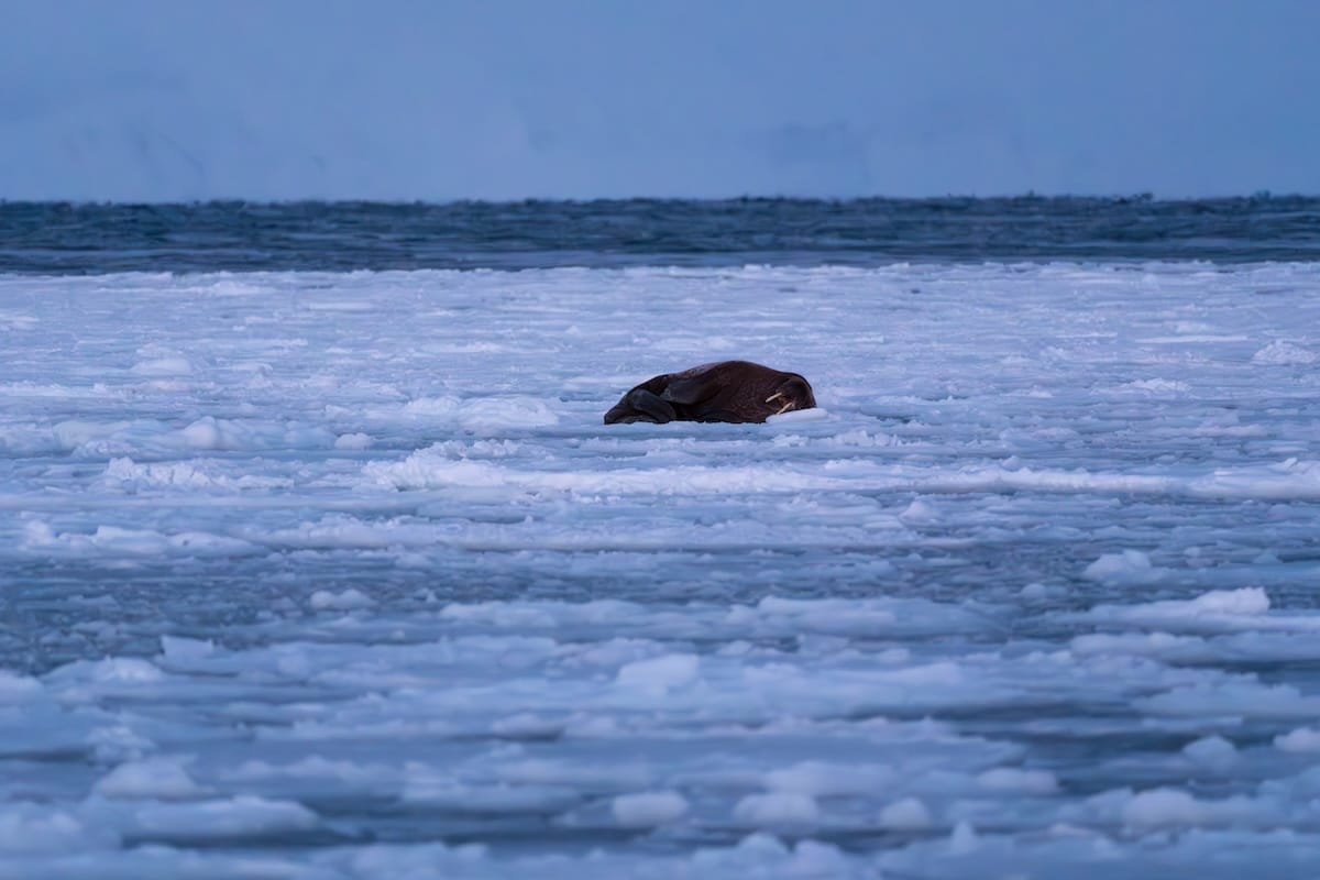 Walrus on the winter ice in Svalbard