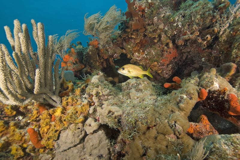 Diving in the Florida Keys