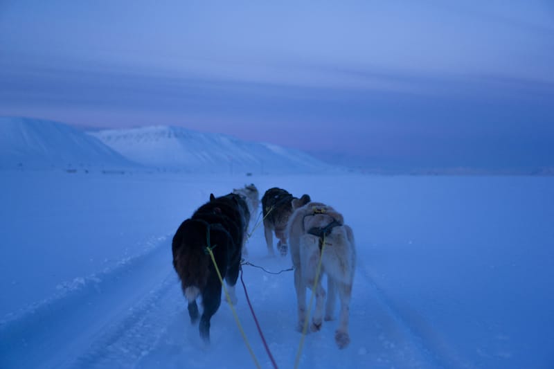 Dog-sledding in Svalbard