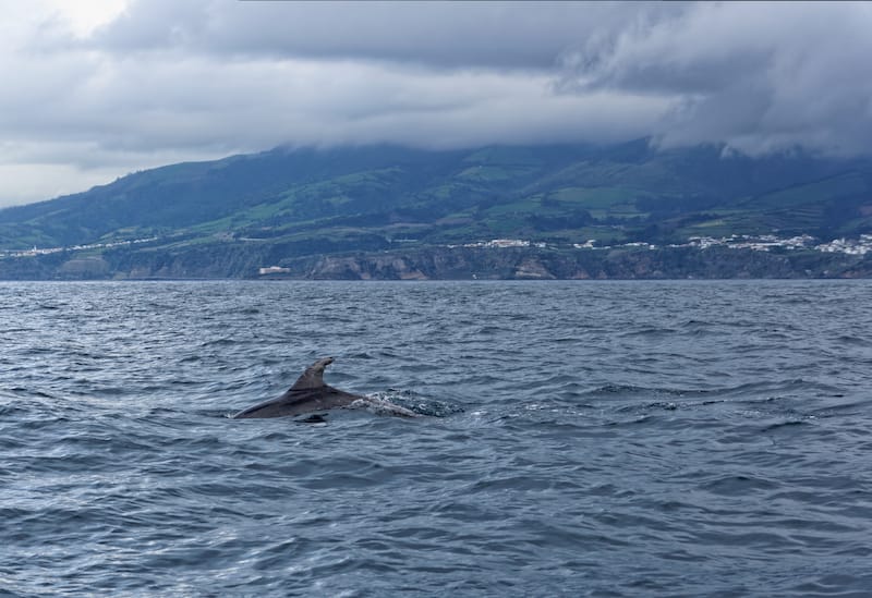 Dolphins near Vila Franca do Campo