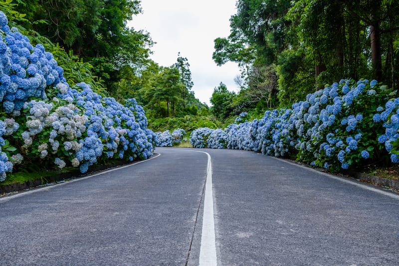 Driving in the Azores