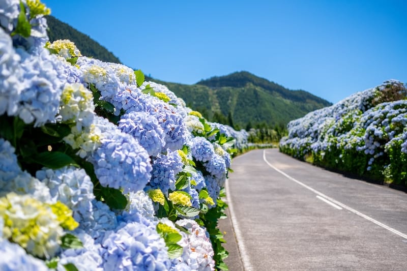 Driving on Sao Miguel actually looks like this