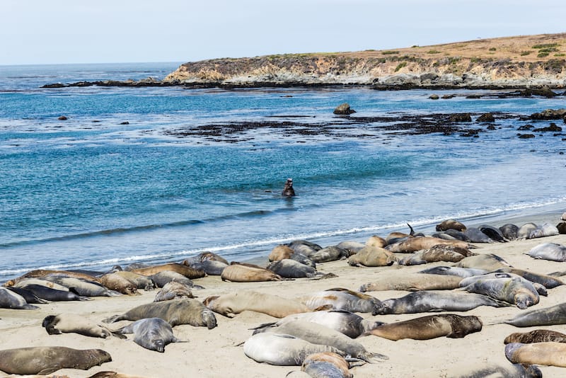 Elephant seal colony in Cambria