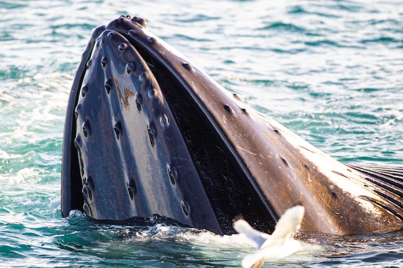 Humpback whale in Northern Norway