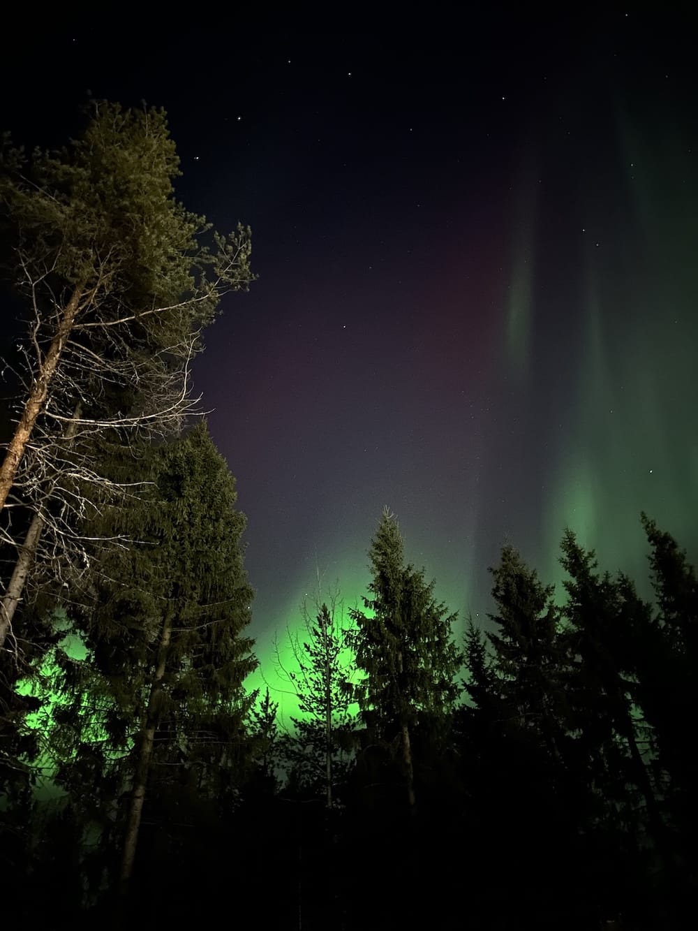 a photo of the northern lights and a tree on an iPhone