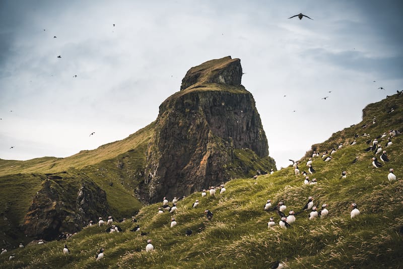 Mykines puffins