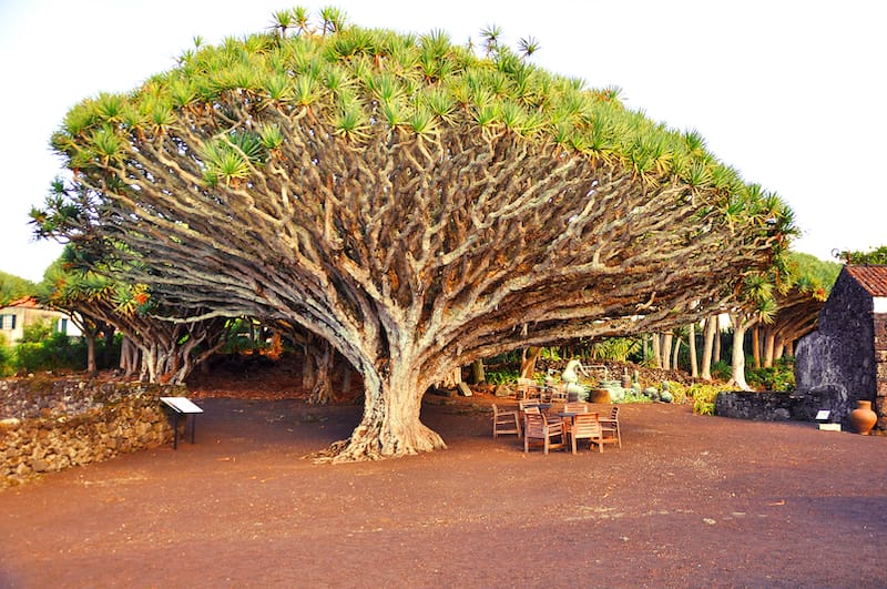 Oldest dragon tree on Pico